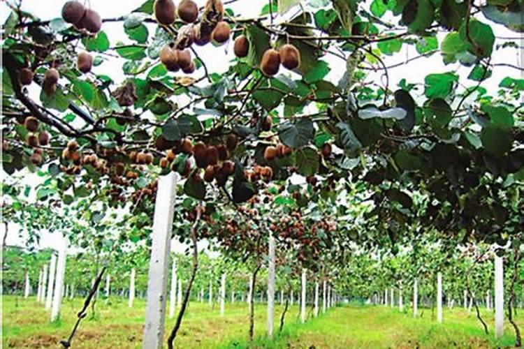 猕猴桃到底用啥牌子的肥料好