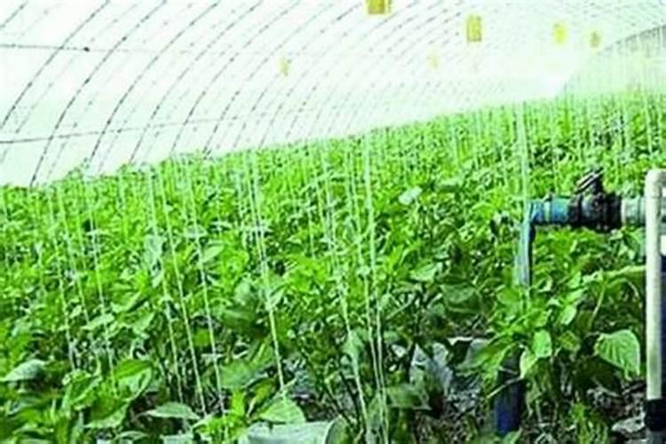 室外天气凉用什么肥料蔬菜可以快速生长？