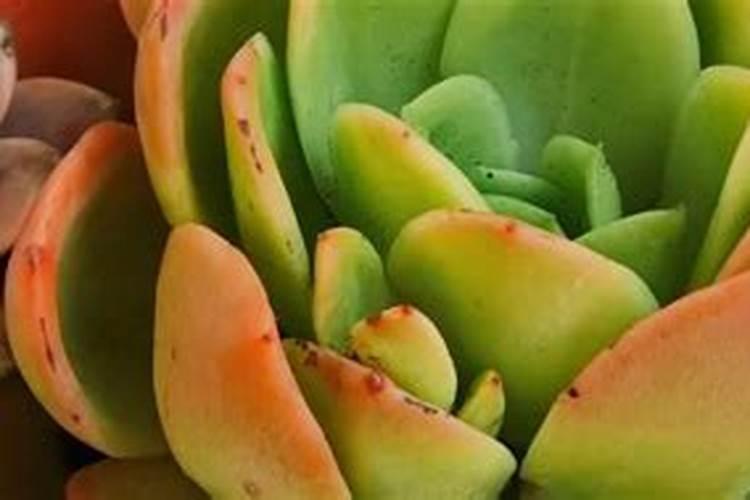 葡萄园里可以打除草剂吗？如果可以,一般都是什么时候打,打什么样的除草...