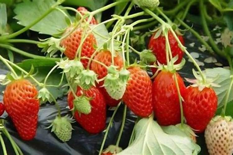 草莓一般卖多少钱一斤？草莓最新市场价格
