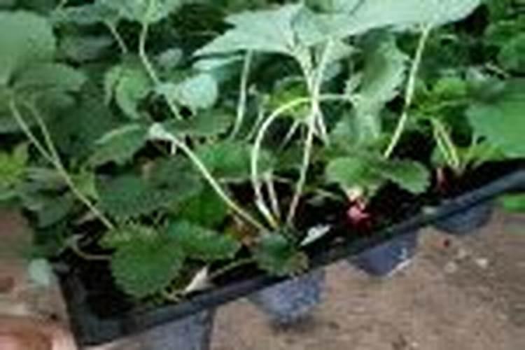 目前市场上草莓价格多少钱一斤？白草莓与红草莓的区别有哪些？