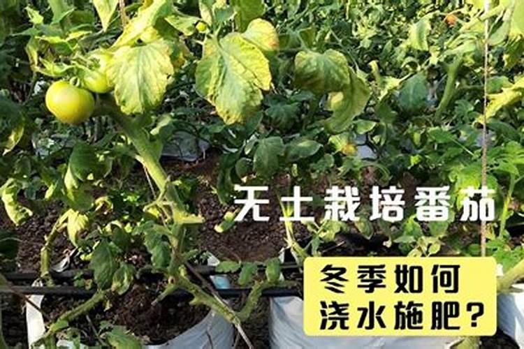 追肥一般用什么肥料