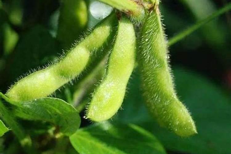 大豆后期如何管理才能高产