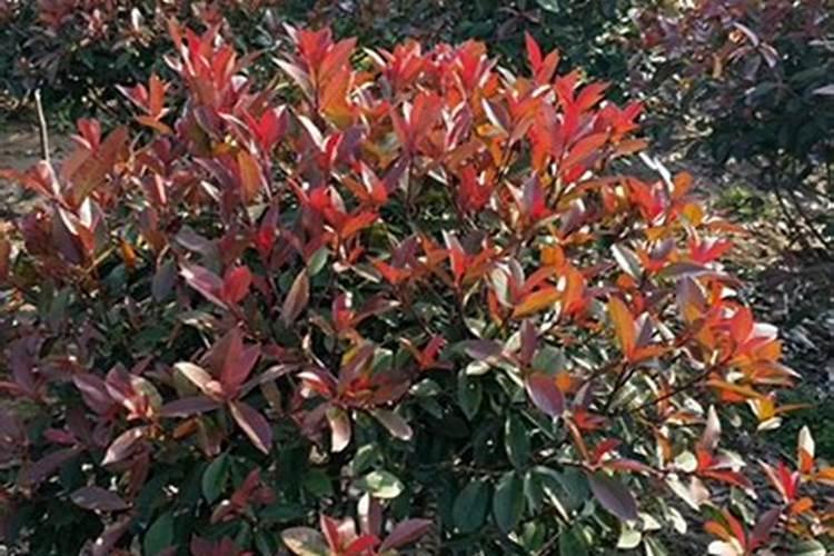 红叶石楠怎样种植成活率高