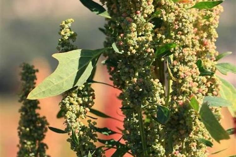 一颗草莓放几粒复合肥