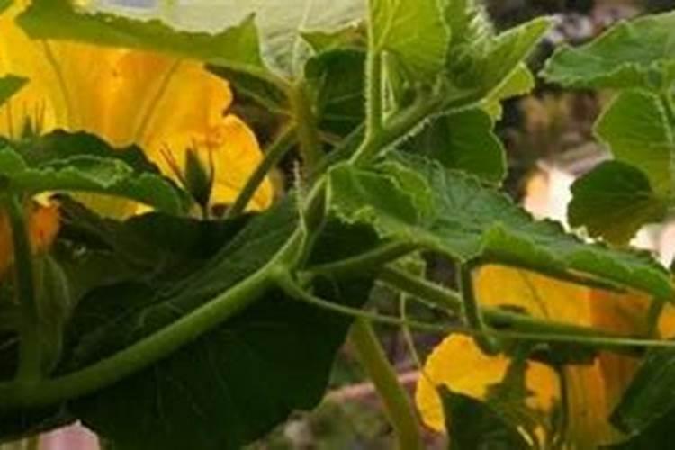 请问南瓜膨瓜期施什么肥料好？