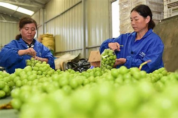 盆栽橘子用什么肥 盆栽橘子用的肥料是什么