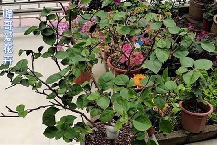 玉米什么时候打第一次生长素最好