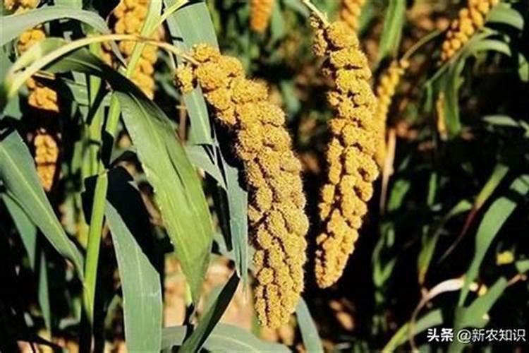 谷子秀穗了,上化肥好还是叶面肥好