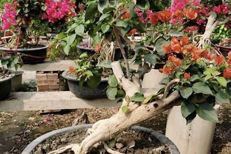 增加水果甜度的肥料