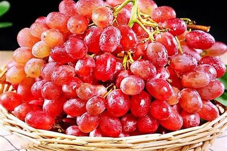 红提葡萄什么时候秋施肥好？