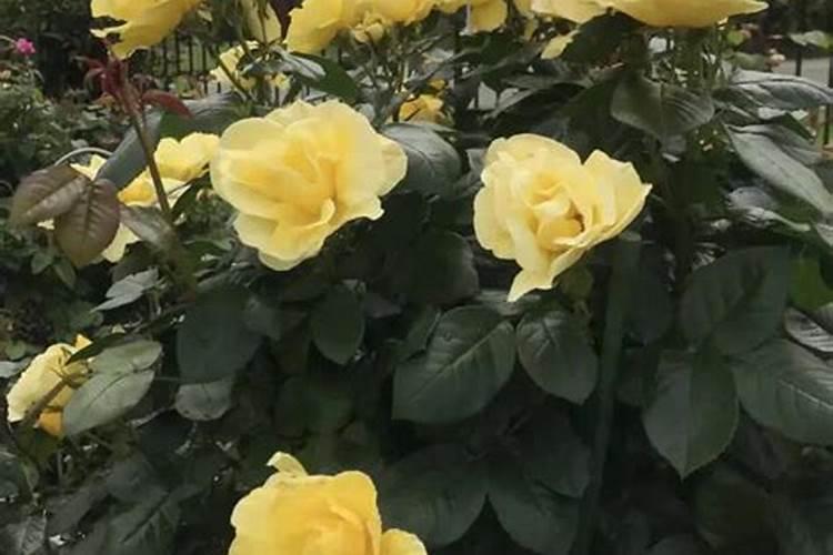 花卉盆景施什么肥好(盆景花用什么肥料好)