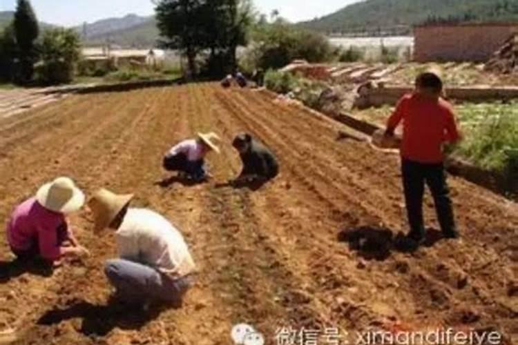 氯化钾与硫酸钾的作用有什么区别？