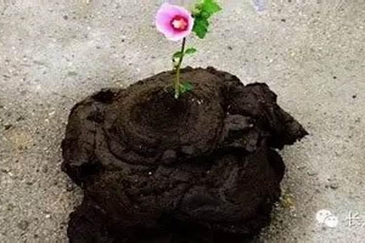 骨粉的正确施肥方法