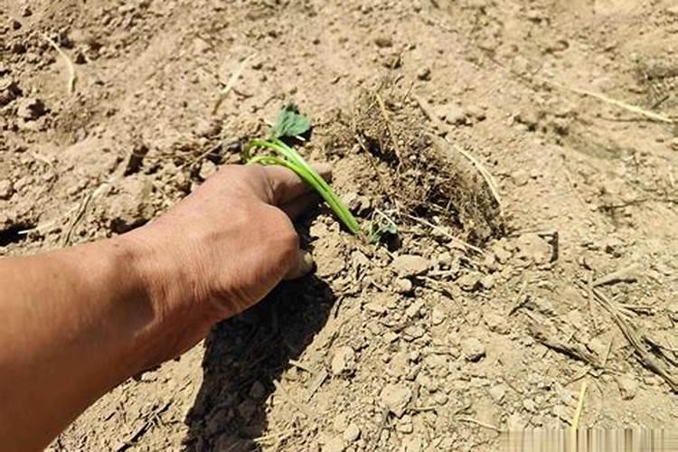 红薯苗长出地面喷什么叶面肥最好？