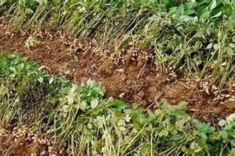 大白菜苗期管理