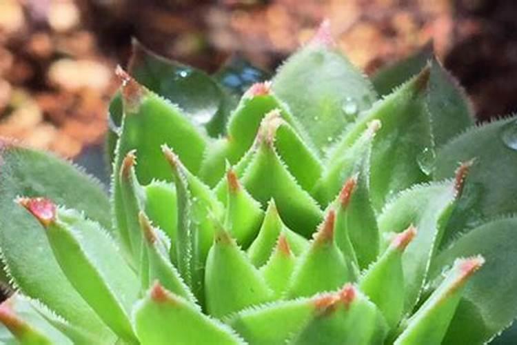 水稻分蘖肥需要用钾肥吗 怎么施肥效果好