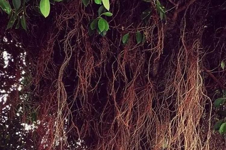 硼肥怎么施效果最好