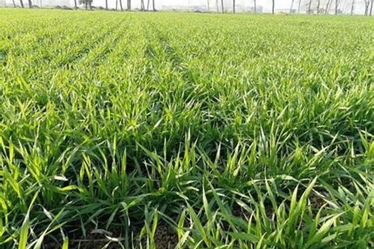 大豆开花期打什么叶面肥好 大豆用什么肥