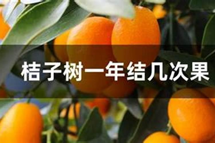 丑八怪橘子树种植技术