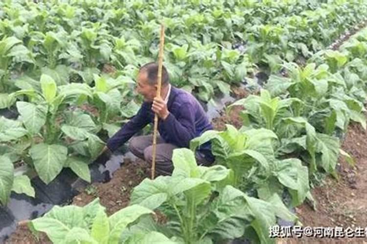 什么叫大量元素水溶肥料？