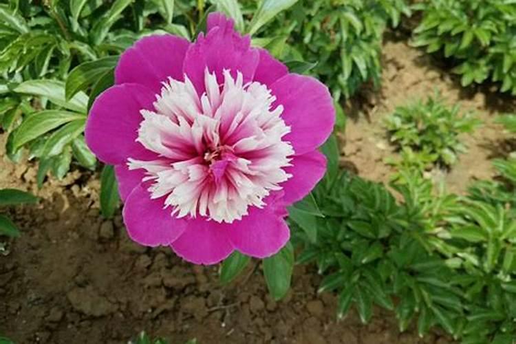 年后如何养芍药,才能开出群花好状态？