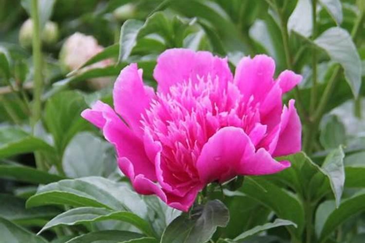 芍药怎么养护才能开花呢