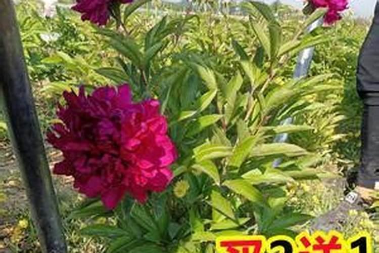 年后如何养芍药,才能开出群花好状态？