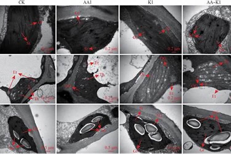 茶叶用什么化肥好