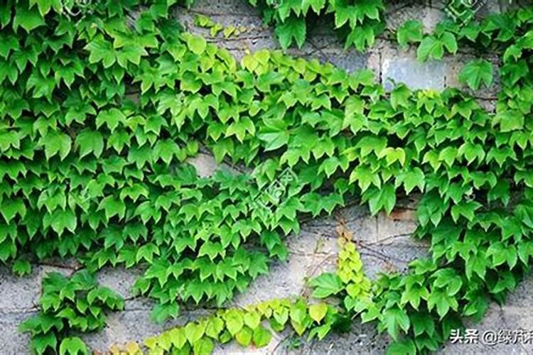 爬山虎怎么栽培 爬山虎的栽培方法