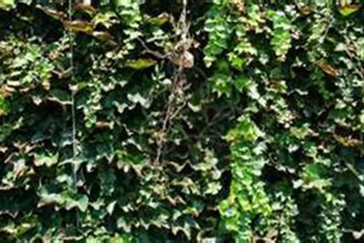 爬山虎多久施一次肥 爬山虎施肥周期是多久？