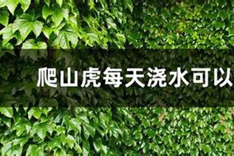 如何给盆栽爬山虎施肥？