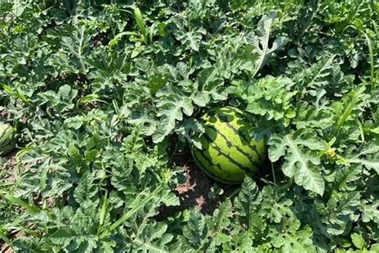 松针可以放菜地里吗