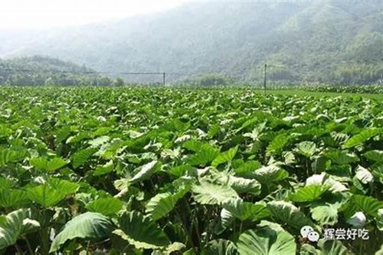 稀土氨基酸叶面肥在葡萄花期能使用吗？如果使用了会是什么效果