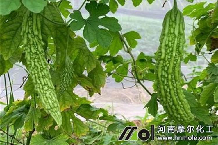 苦瓜施什么肥才挂果多 如何施肥最好