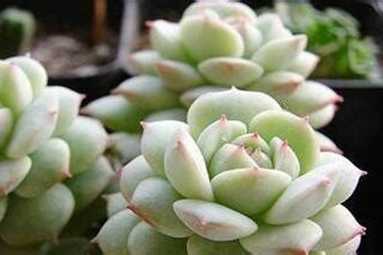 多肉夏天可以施肥吗 用什么肥料比较好