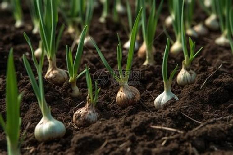 大蒜返青打什么叶面肥