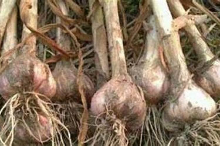 大蒜膨大期用什么叶面肥