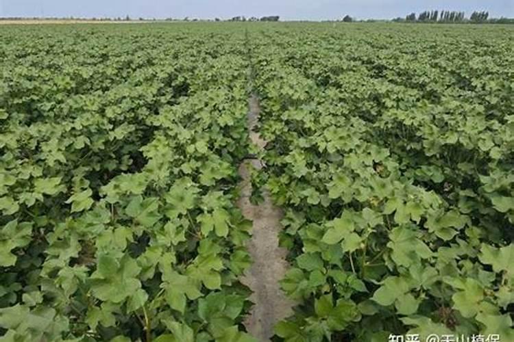 草莓用什么叶面肥效果好？草莓用什么肥料结果多？