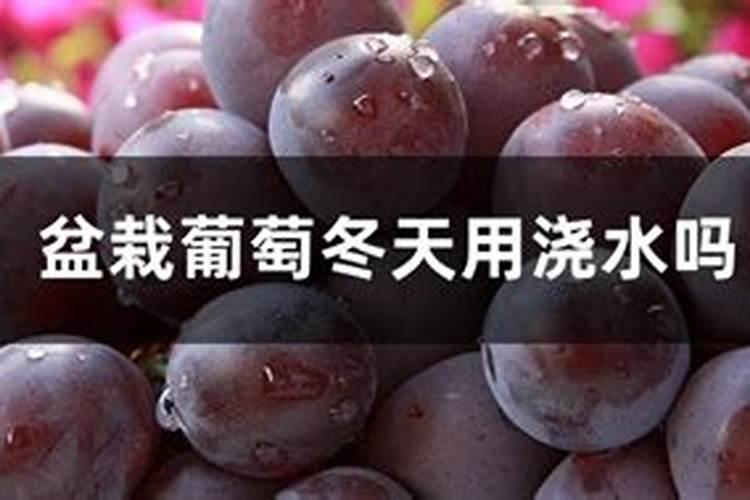 葡萄树冬季如何施肥