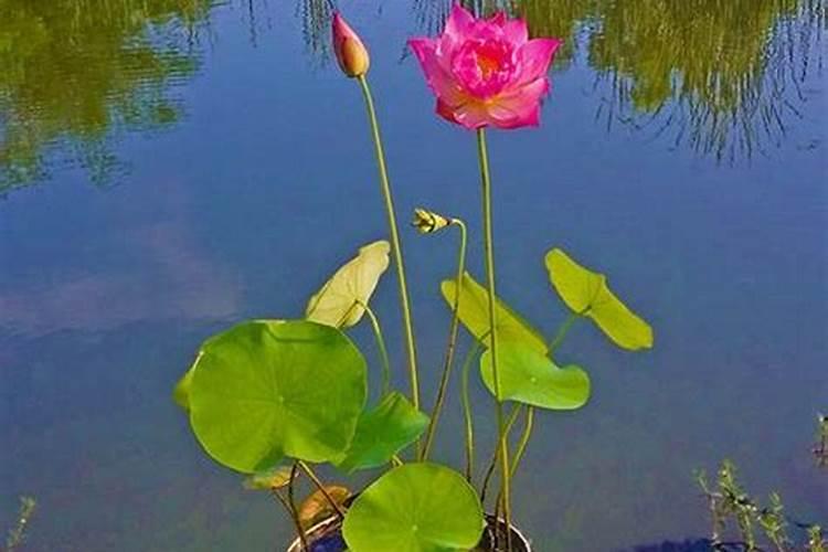 季夏时节给菜地施肥上午好,还是下午好。