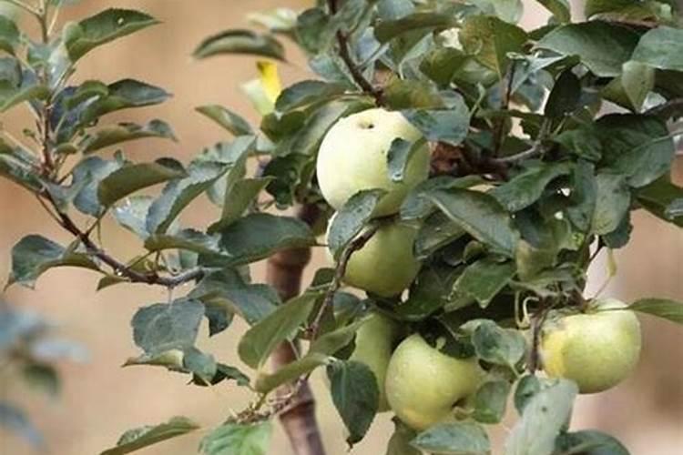 植物防冻剂副作用