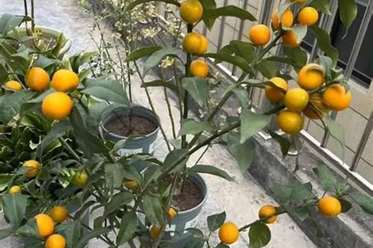 给小麦用叶面肥有需要注意的问题吗？