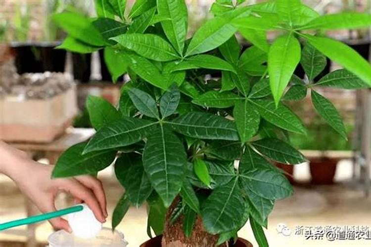 发财树浇什么肥料可枝叶旺盛