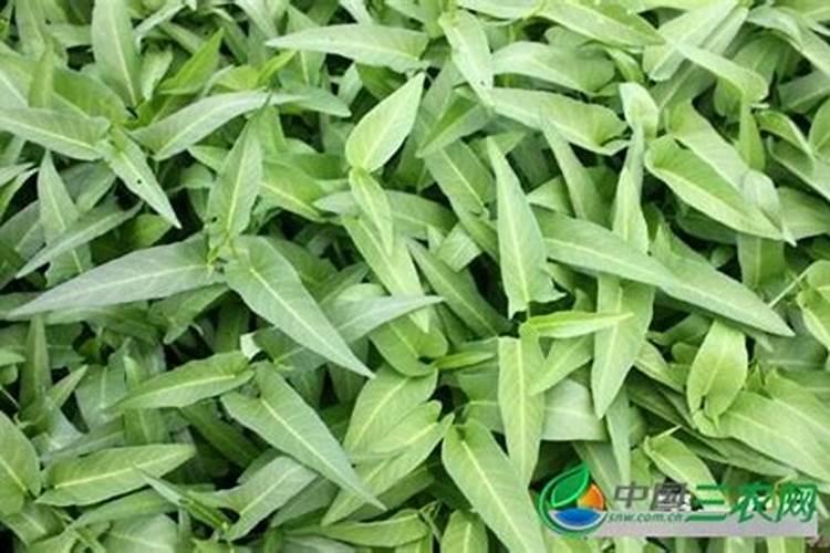 空心菜施什么肥长得快