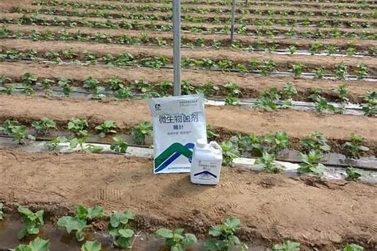 多肉植物施什么肥最好