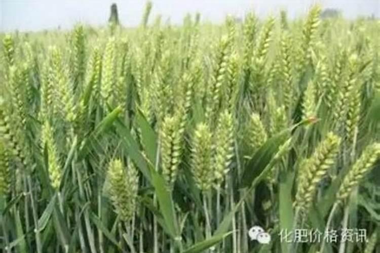 小麦追施反青肥用什么肥？