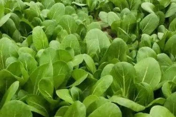 青菜用什么肥料最好