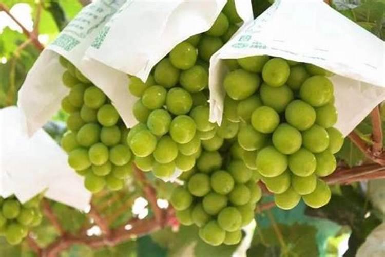 苹果树九月份打啥药最好