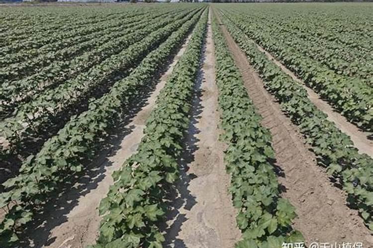 硼肥有膨果作用吗 硼肥是什么肥料